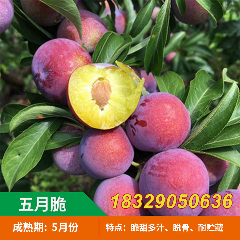 五月脆 （又名早熟一点红）凤凰李四川眉山嫁接脱骨脆李子树苗