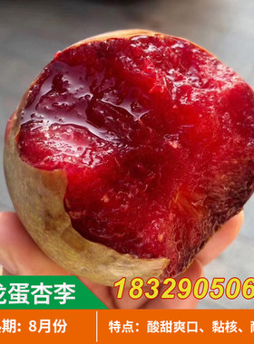 美国恐龙蛋 红心李子树苗 血丝李新品种嫁接苗美国杏李苗当年结果