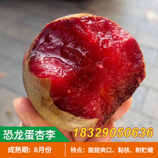 美国恐龙蛋 红心李子树苗 血丝李新品种嫁接苗美国杏李苗当年结果