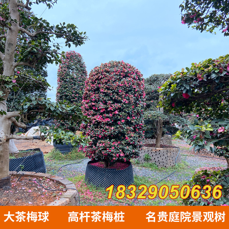 高杆茶梅花树苗茶梅球别墅庭院大型耐寒风景树盆栽四季常青大山茶