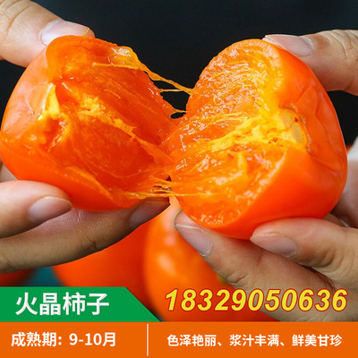 嫁接柿树苗 火晶柿子树苗 太阳金柿子苗当年结果南方北方种植