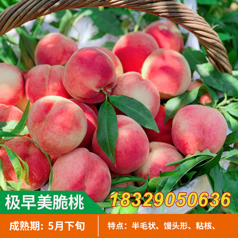 早熟桃树苗 极早美脆桃苗 嫁接桃苗 脆甜桃当年结果南方北方种植