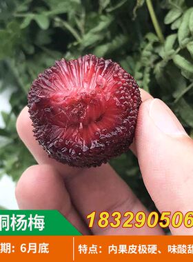 深红种杨梅苗 靖州木洞杨梅苗 嫁接杨梅苗 木洞杨梅树苗当年结果