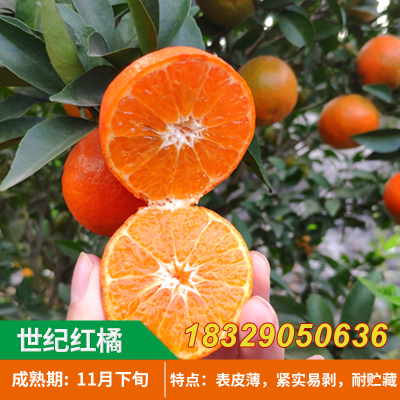 新品种世纪红桔苗柑橘苗红橘树苗美国糖桔子苗橘子苗树南北方种植