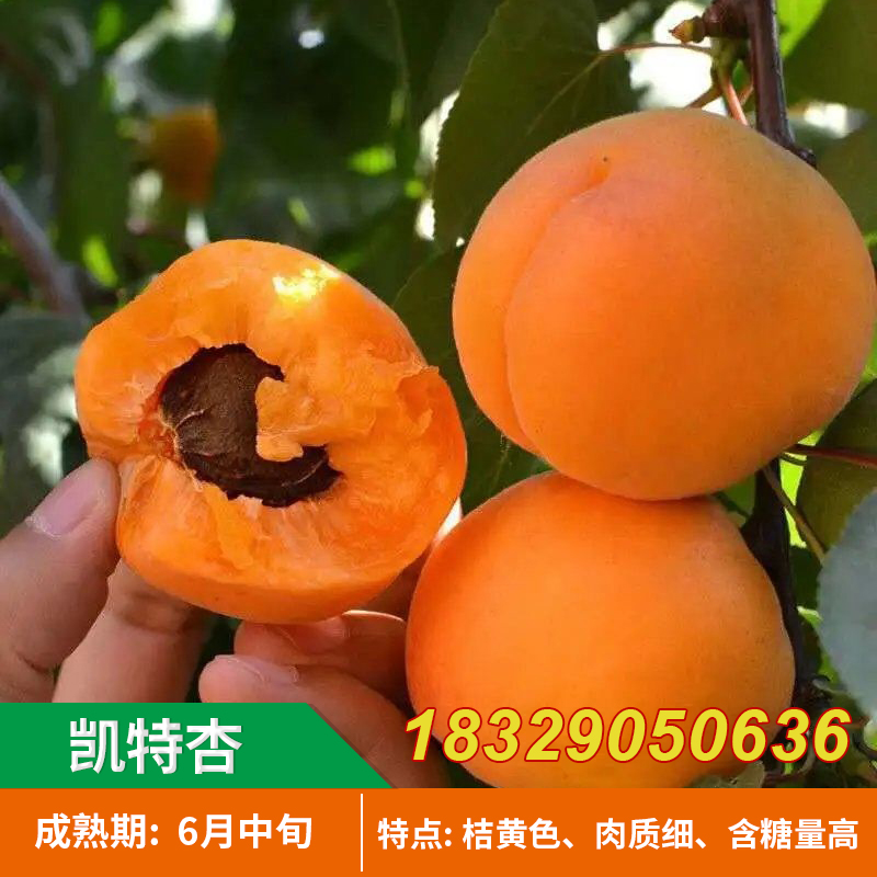 大黄杏树苗嫁接苗凯特杏早熟特大杏树果树苗南方北方地栽当年结果