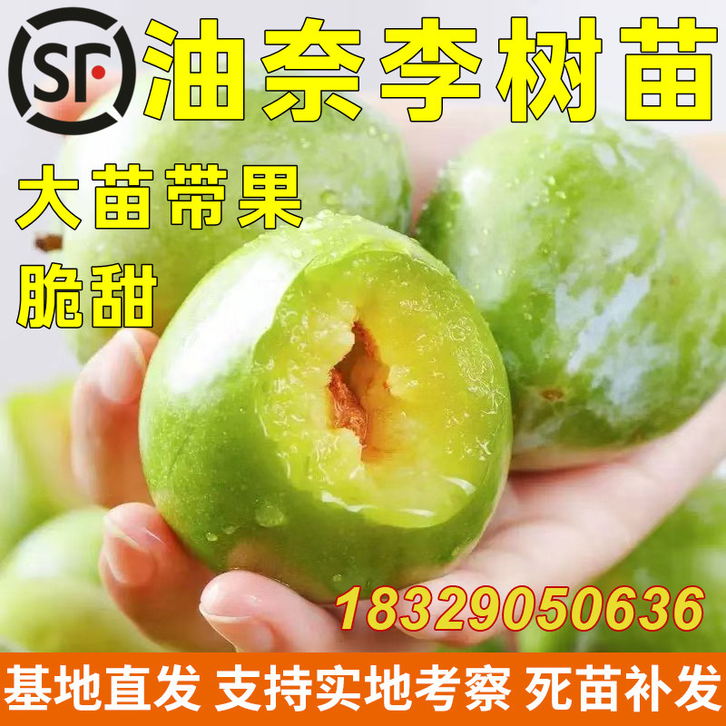 嫁接李子苗 黄金奈李苗 青奈李 油奈李子树苗 南方种植当年结果