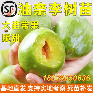 嫁接李子苗 黄金奈李苗 青奈李 油奈李子树苗 南方种植当年结果