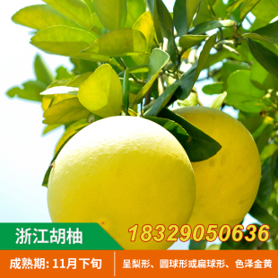 常山胡柚苗树带果柚子树苗浙江甜柚蜜柚子果树苗南方种植当年结果