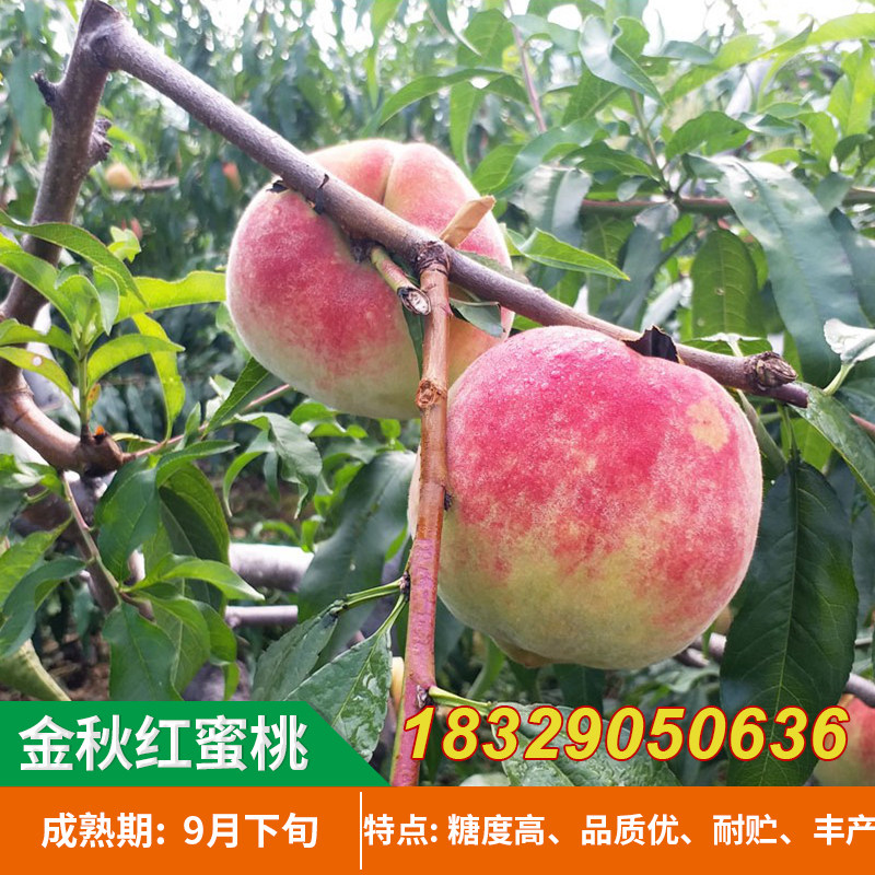 嫁接桃树苗 金秋红蜜桃苗 晚熟优良桃 树苗批 发当年结果树苗包邮