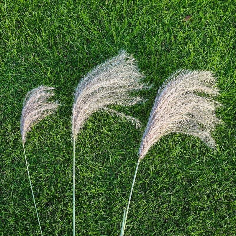 芦苇干花花束真花干树枝婚庆现场拍摄道具居家摆设客厅装饰花瓣