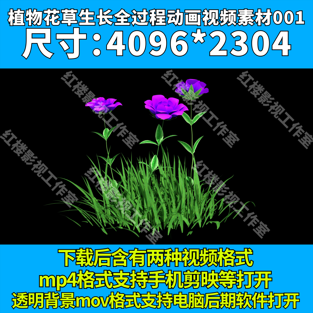 4K植物自然生长花生长草生长植物从无到有生长动画视频素材001-封面