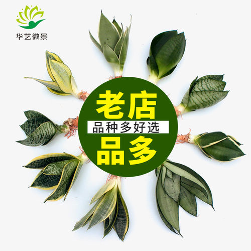 虎皮兰室内净化空气吸甲醛