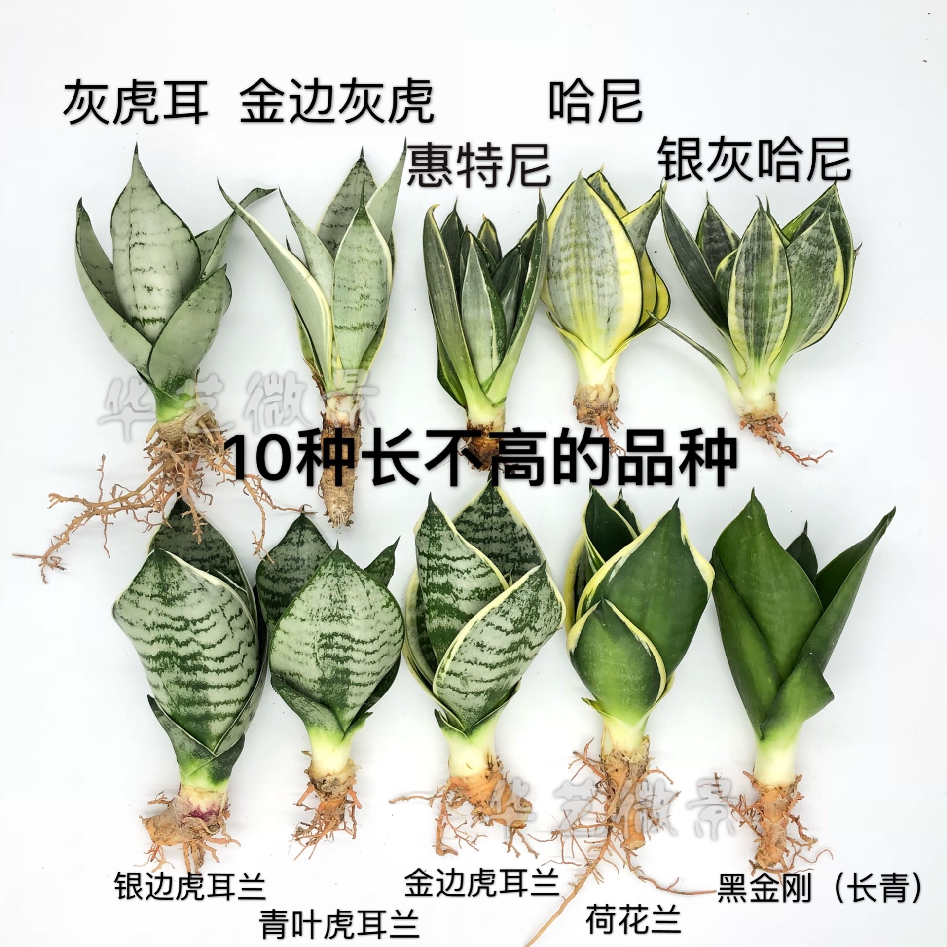 【华艺微景】虎皮兰虎耳兰春季呆萌肥美小芽哈尼荷花兰小芽水培