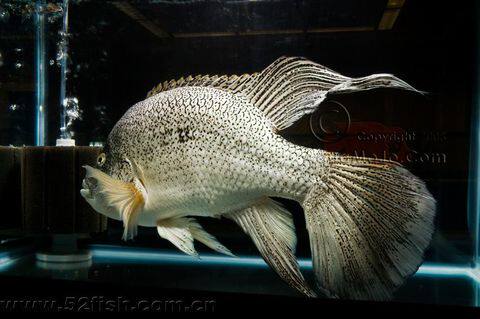 中花旗海 美洲慈鲷 海地野人 海地野人鱼苗