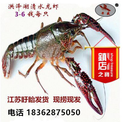 盱眙龙虾盱眙华盛生态龙虾