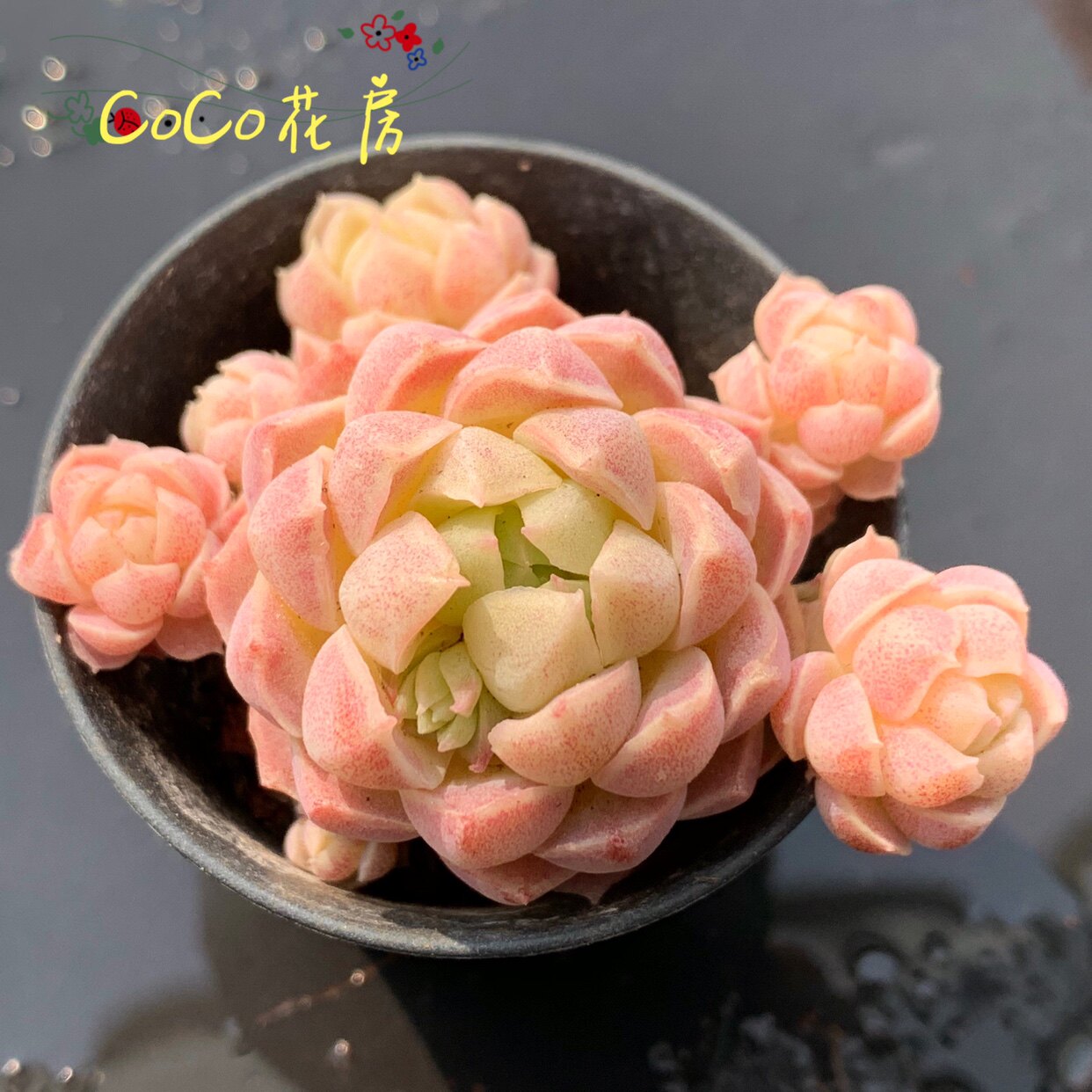 一物一拍 羊脂球多肉 杂交新品多肉植物 阳台盆栽植物观赏花卉