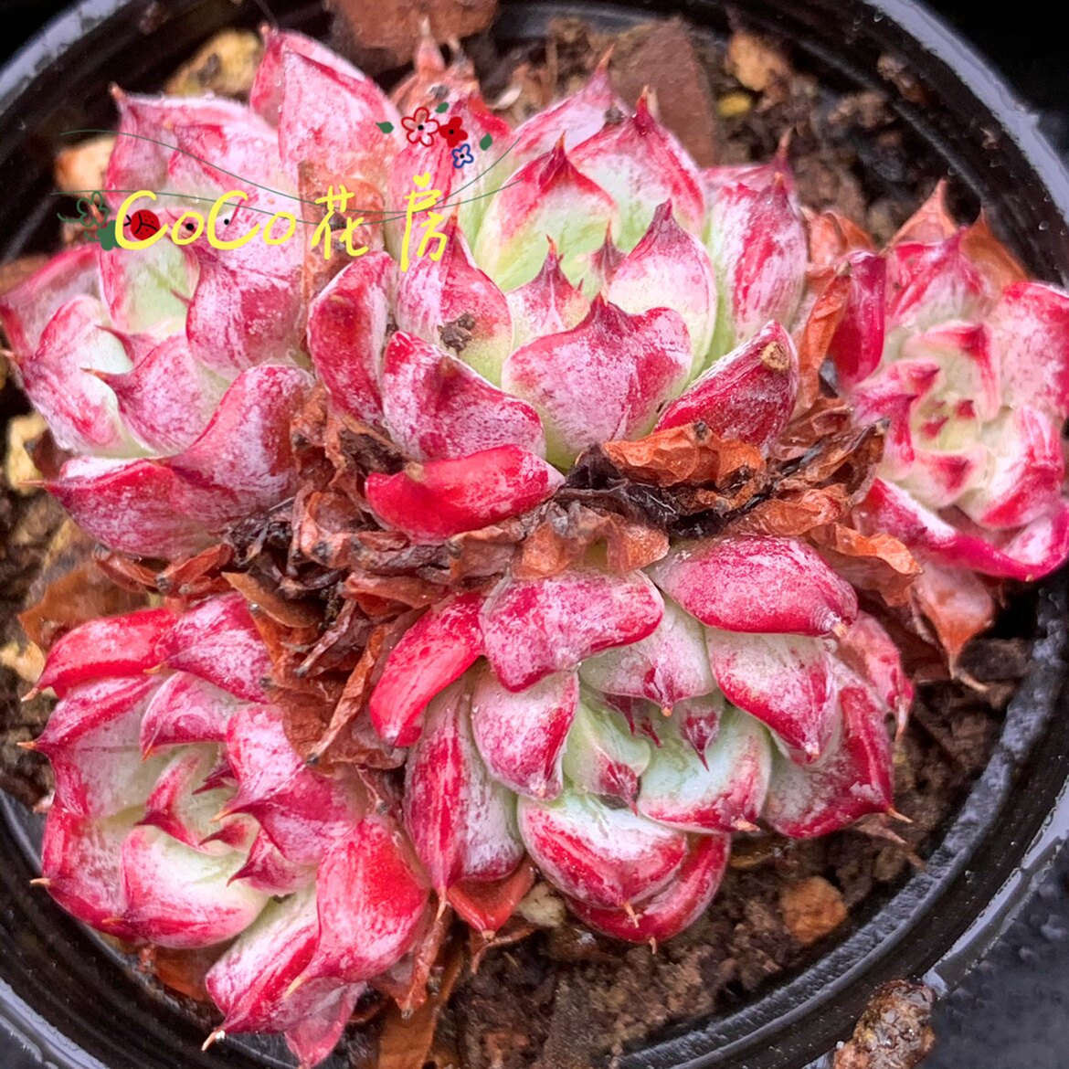 一物一拍 沙罗姬牡丹多肉 沙罗姬多肉植物盆栽花卉 阳台装饰设计