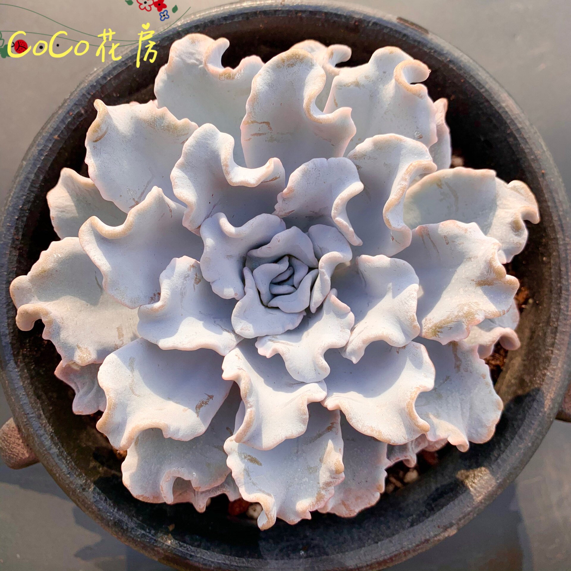 一物一拍白饺子皮多肉 芭蕾舞者多肉植物精品多肉 阳台盆栽植物