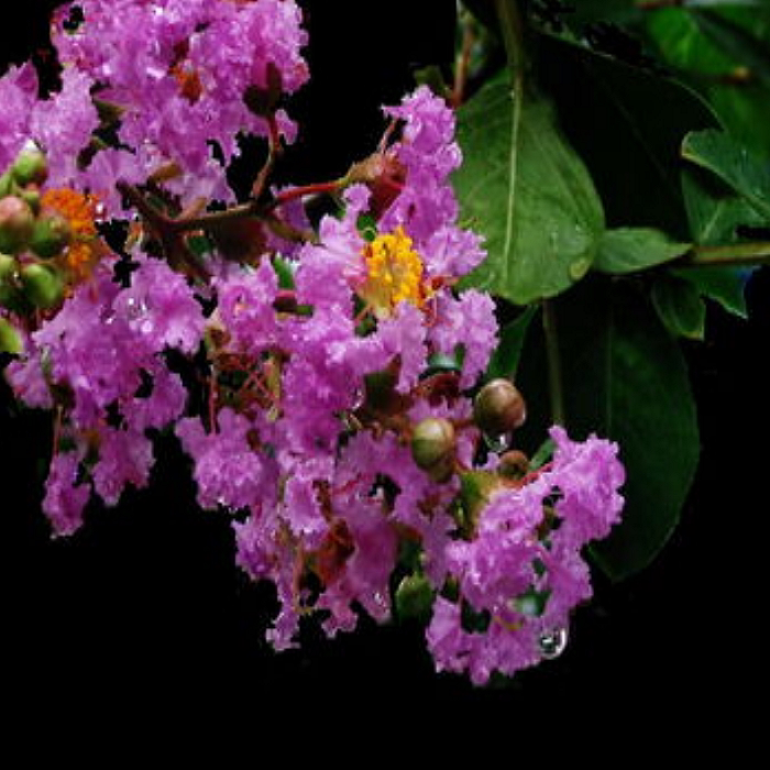 百日红四川红紫薇树苗紫薇小苗 紫薇花苗 红火箭紫薇大树苗