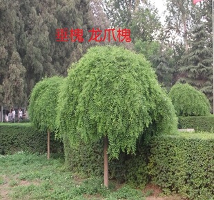 国槐苗黄金槐树苗垂槐龙爪槐树庭院道路行道树别墅绿化树苗地栽