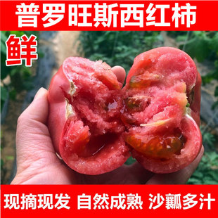 山东普罗旺斯水果当季 5斤装 沙瓤西红柿自然熟新鲜生吃番茄蔬菜3