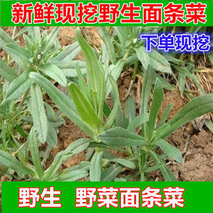 农家现挖新鲜野菜面条菜新鲜野生面条棵当季新鲜蔬菜柳叶菜蒸菜