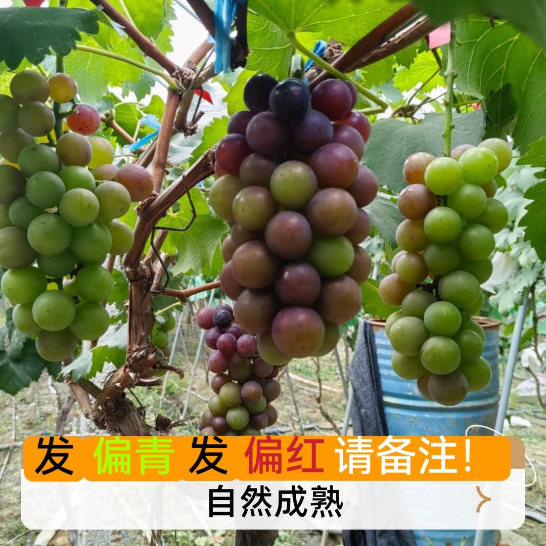 老式品种巨峰葡萄玫瑰香超酸甜农家果园新鲜采摘孕妇水果自然成熟