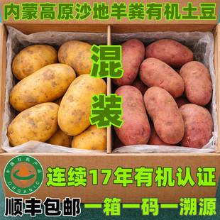 内蒙古乌兰察布有机红皮黄皮混装 羊粪土豆有机马铃薯洋芋