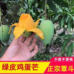 正宗覃斗鸡蛋芒果 新鲜10斤5斤 雷州应季水果湛江农产品现摘现发