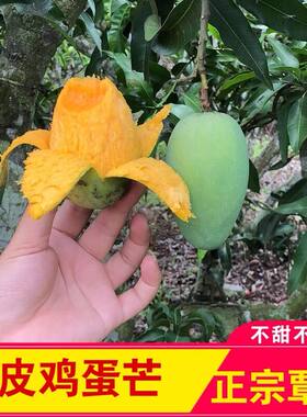 正宗覃斗鸡蛋芒果 新鲜10斤5斤 雷州应季水果湛江农产品现摘现发