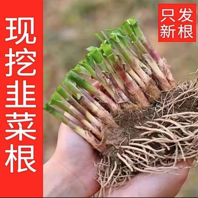 韭菜根苗现挖室内宿根四季阳台种植盆栽吸甲醛花卉绿植紫红根包邮