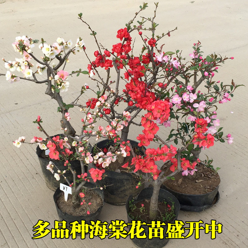 长寿冠海棠盆景原生重瓣室内外盆栽老桩耐寒花卉好养四季开花多色