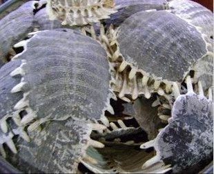 材 生鳖甲 正品特级甲鱼壳 散装新鲜干货 500克,传统滋补营养品,其他药食同源食品,淘宝优惠券,粉丝福利购,淘宝优惠卷