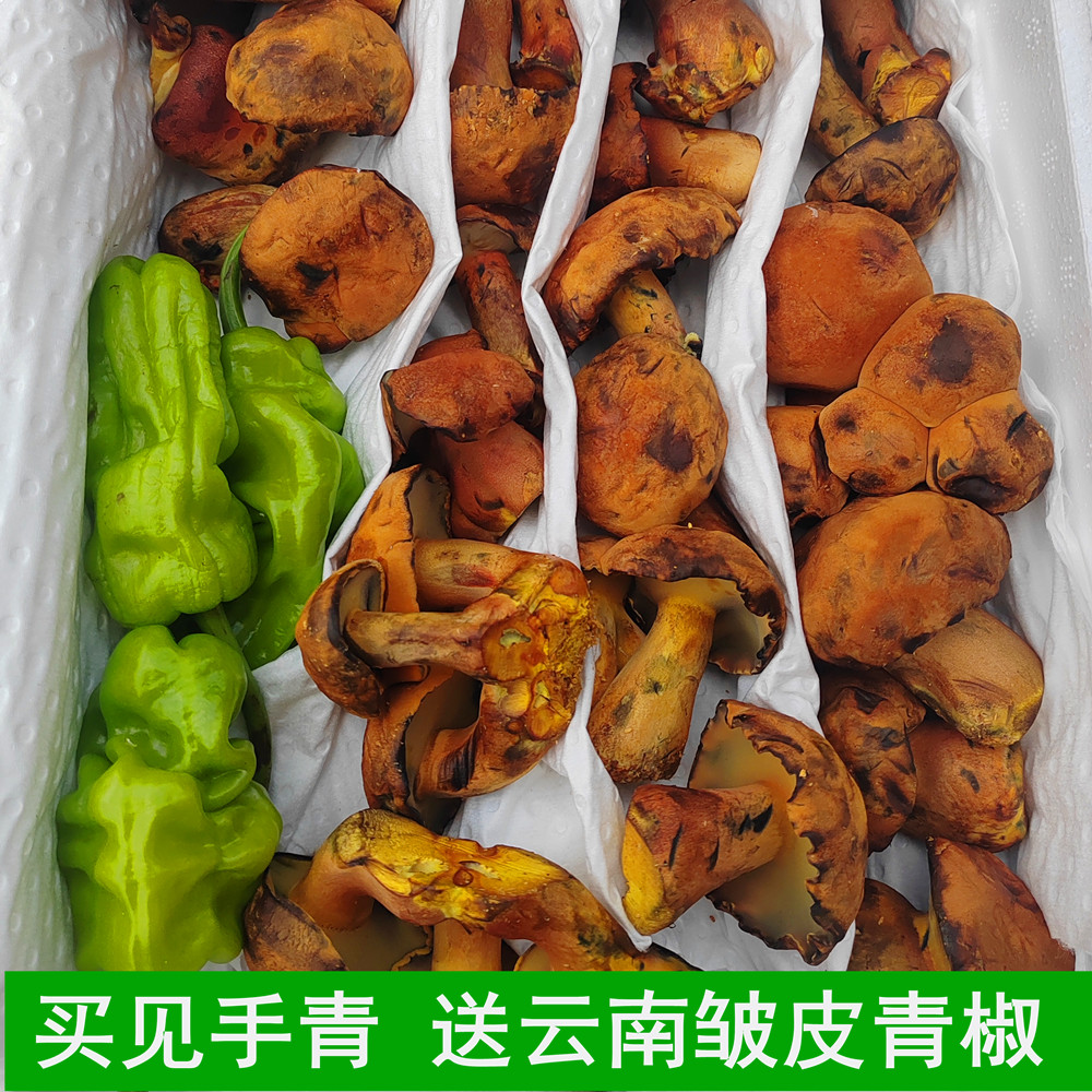 新鲜见手青牛肝菌非野生红葱空运