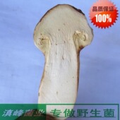 包邮 野生冻干松茸菌干货特价 云南土特产野山菌蘑菇营养好煲汤鲜香