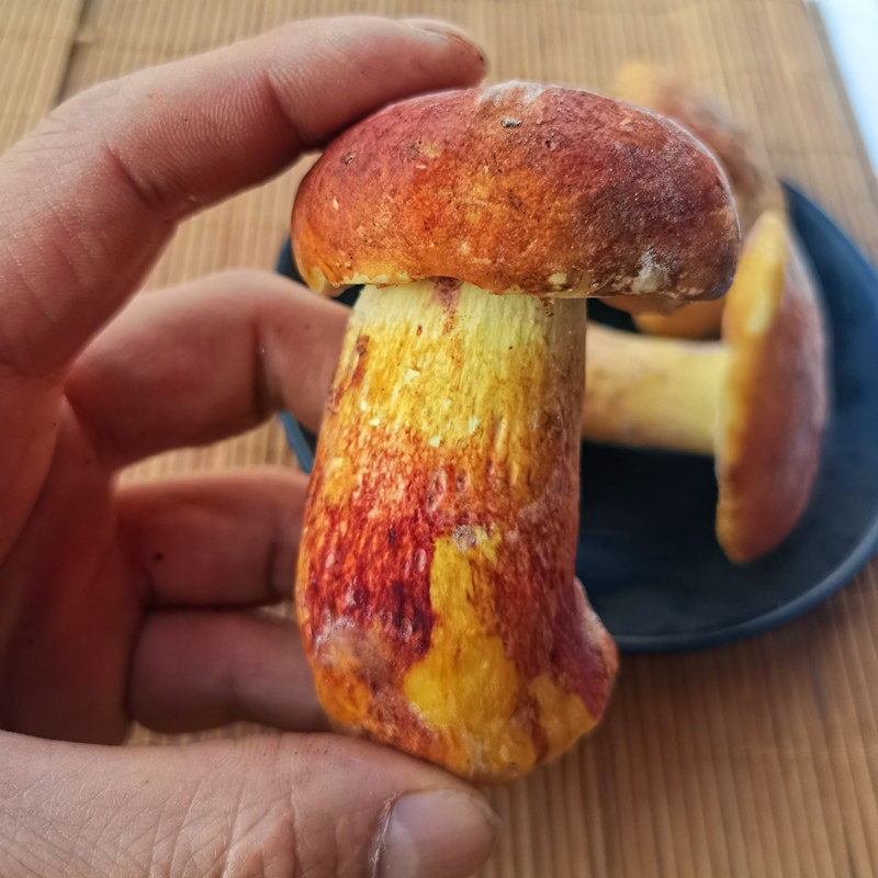 新鲜野生见手青冰鲜红葱黄牛肝菌云南土特产蘑菇一斤商用顺丰包邮