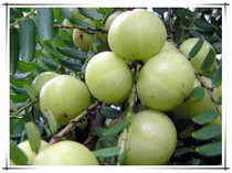 余甘油甘子回甘果树苗