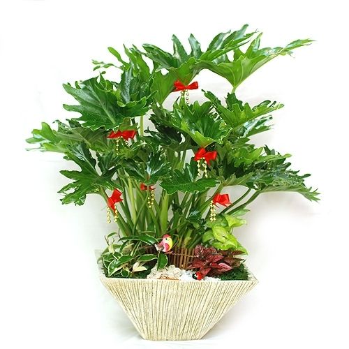 春羽植物大盆栽绿植花卉耐阴图片