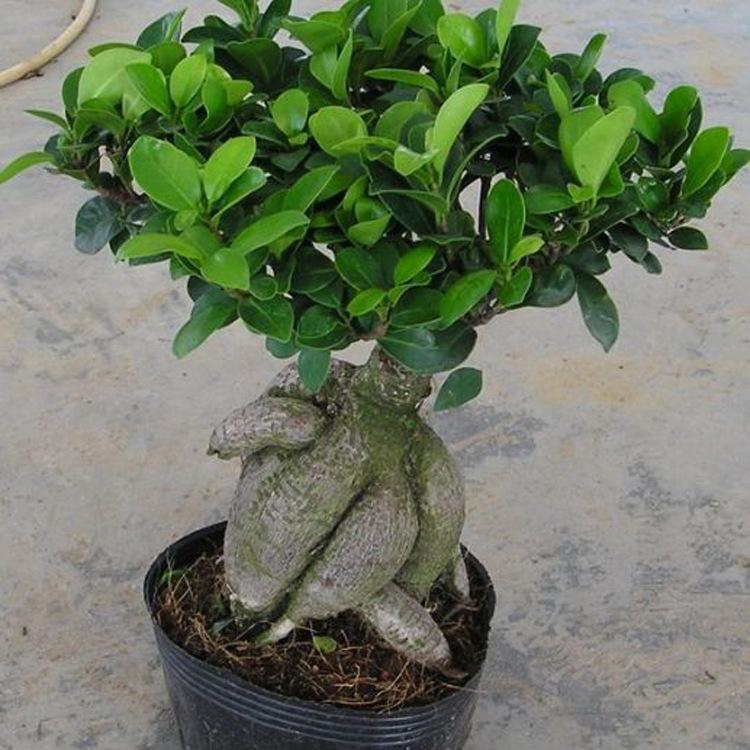 四季常青耐寒榕树造型树桩盆景苗室内植物人参榕小叶榕树盆栽绿植