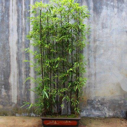 庭院绿化观赏植物竹子苗盆栽竹根图片