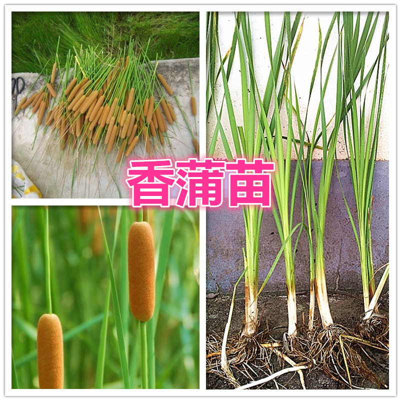 挺水植物香蒲苗 水烛 蒲草 菖蒲 蒲黄棒池塘湿地公园水生植物绿化 鲜花速递/花卉仿真/绿植园艺 绿植 原图主图