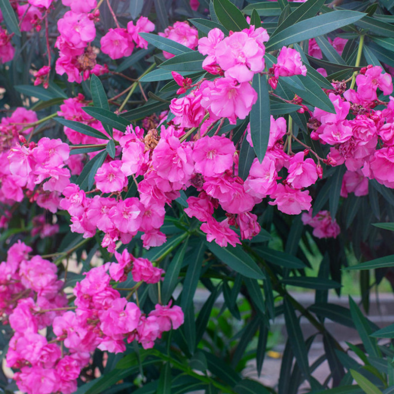 绿植盆栽花卉夹竹桃庭院