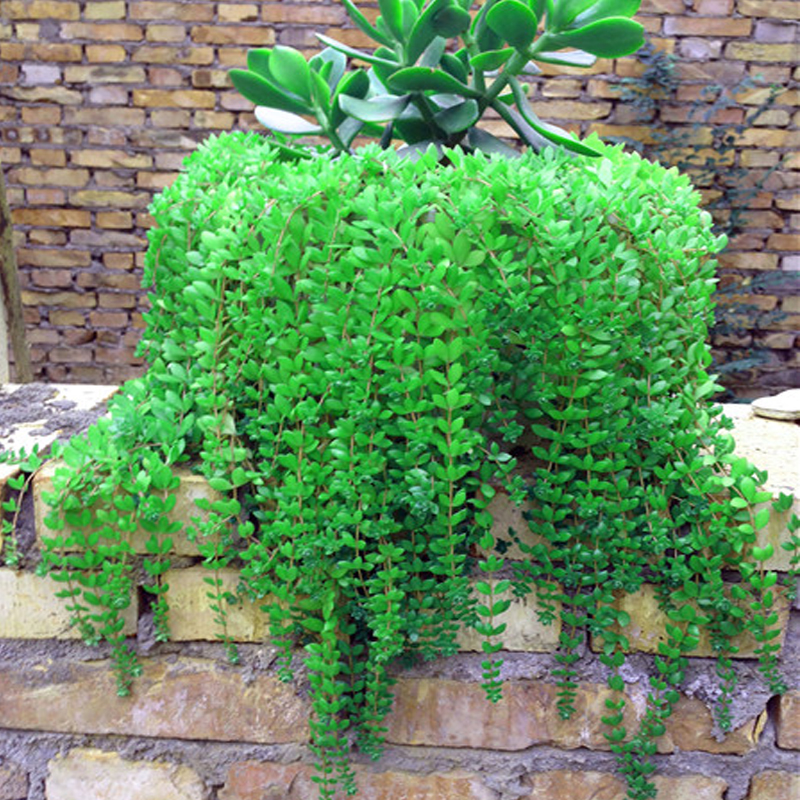 中药材植物垂盆草花苗吊兰盆栽