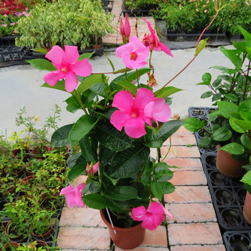 飘香藤花卉盆栽四季开花植物室内阳台爬藤植物庭院双喜藤花红蝉花