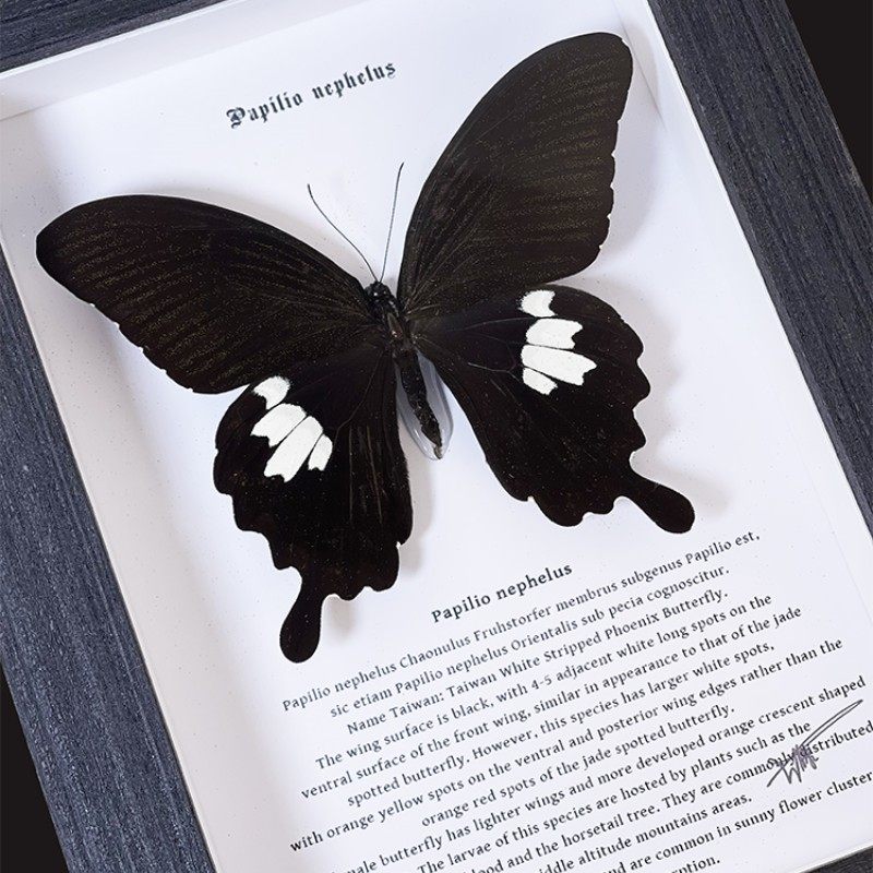 宽带凤蝶蝴蝶标本工艺品摆件罕见昆虫高颜值装饰画送女友生日礼物