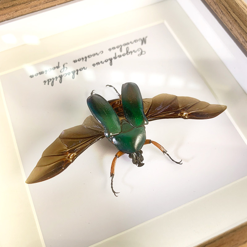 苹绿唇花金龟真昆虫标本装饰画桌面摆件5寸实木玻璃画框送儿童礼