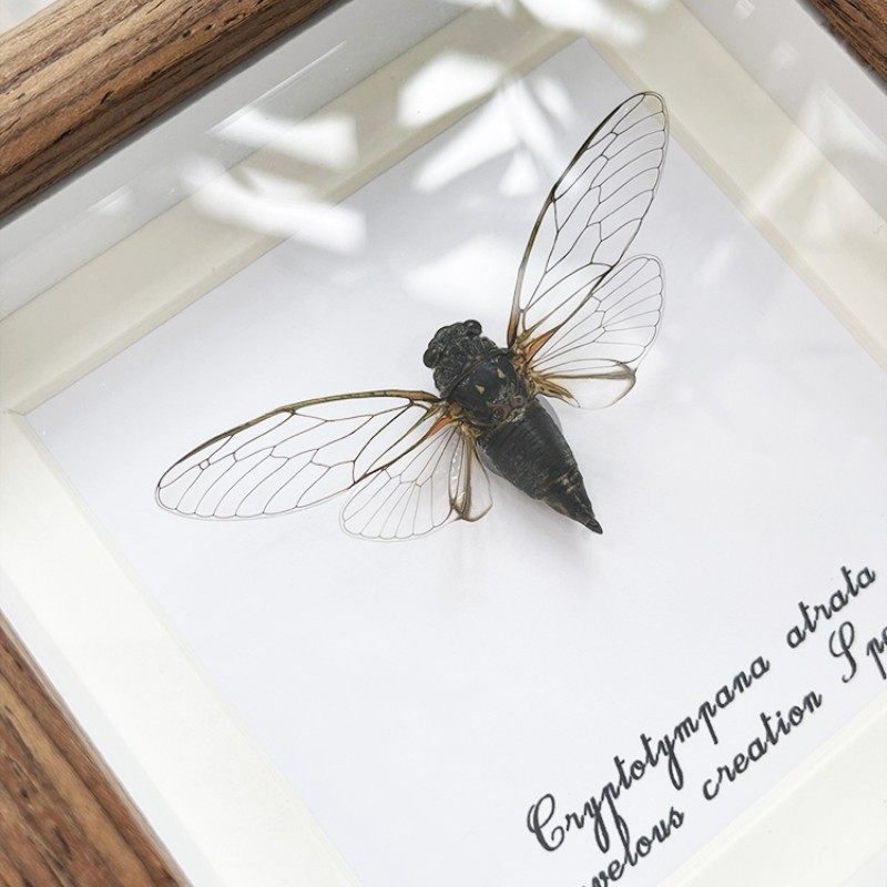 蚱蝉罕见昆虫标本展示框真虫装饰画家居桌面创意摆件高颜值礼物