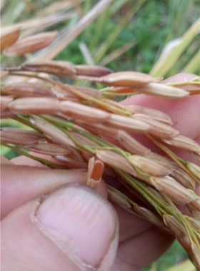 2025中晚稻自留种红米稻种 长粒 好吃香糯型常规稻