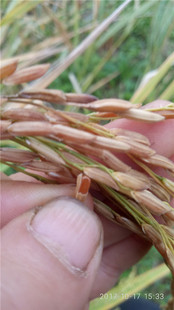 2025中晚稻自留种红米稻种 长粒 好吃香糯型常规稻