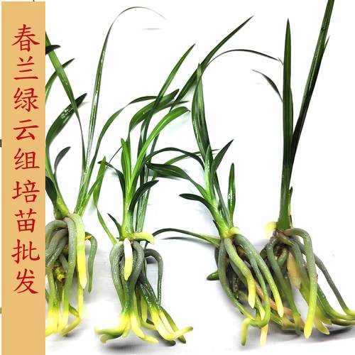 兰花苗浓香室内阳台客厅花卉盆栽